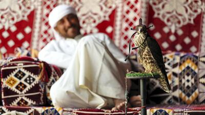 A member of staff with a falcon at The Camel Farm. Chris Whiteoak / The National