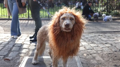 Ruby, an Australian poodle dog, is dressed as a lion. Reuters