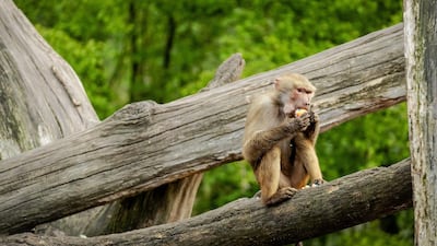 A baboon at Dierenpark Amersfoort zoo receives a meal with colored eggs in Amersfoort, The Netherlands. EPA
