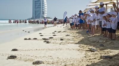Hawksbills mate biannually and lay about 90 to 100 eggs in a nesting hole dug by the female, using her flippers. The turtles usually return to the same place that they were hatched, 30 or 35 years later. Once the eggs are laid, the female will return to the sea — the hatchlings will emerge after about two months and instinctively head to the water. Courtesy DTRP