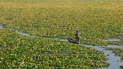 A fisherman rows his boat through water lilies on Dal Lake in Srinagar, Indian-administered Kashmir. Reuters