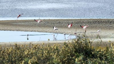 UAE conservation bodies such as the EAD are now playing an increasingly important role on a global scale. Victor Besa / The National