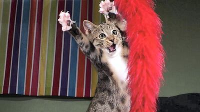 Highly Commended: 'The Dancing Kitten' by Iain McConnell.