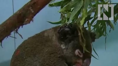 Lewis the koala. Video grab