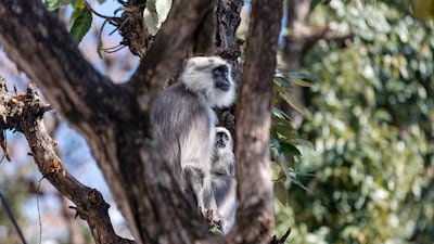 A mother langur sits with her baby on an oak tree in Dharmsala, India.AP Photo