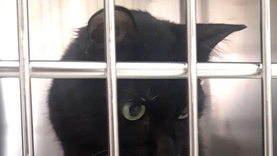 Salem is a black semi-fluffy male