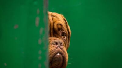 A Dogue de Bordeaux rests in its pen on the third day of the Crufts dog show at the National Exhibition Centre in Birmingham, central England. AFP