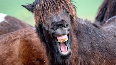 An Icelandic horse at a stud farm in Wehrheim, near Frankfurt. AP Photo