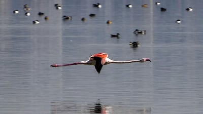 A flamingo flies over the Sijoumi mudflat on the southern outskirts of Tunisia's capital Tunis. AFP
