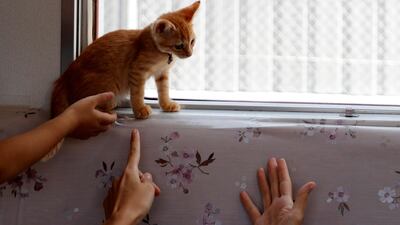Passengers gesture, as a cat sits near a window. Kim Kyung-Hoon / Reuters