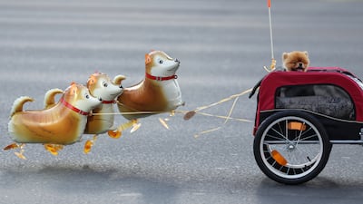 A puppy participant in the Dubai Ride