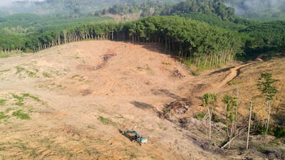 A drone view of deforestation in Borneo, where jungles are destroyed to make way for palm oil plantations. Getty