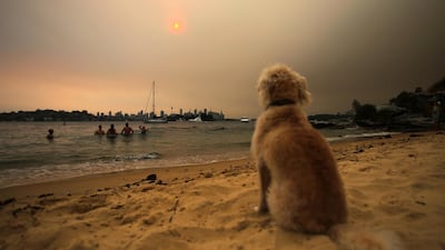 A dog sits on Milk Beach as smoke haze from bushfires in New South Wales engulfs Sydney, Australia. EPA