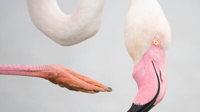 'Pink Pose' by Leana Kuster from Switzerland, of a greater flamingo in the act of scratching its head at Pont de Gau, France