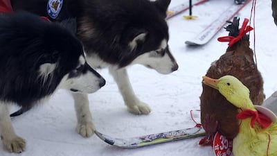 Two dogs pay homage to the winning duck, and the rooster, which came second.