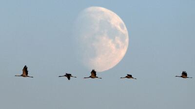 Migrating cranes fly with the Moon appearing into the blue sky near Linum, eastern Germany. AFP