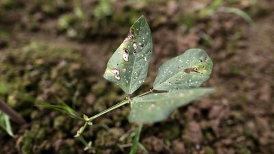 Damaged cowpea seedlings grow in a field at Heshan village, in Shimen county. Jason Lee / Reuters