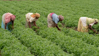 A new report calls for urgent action to protect the soil and support communities that rely on agriculture. Photo: Save Soil