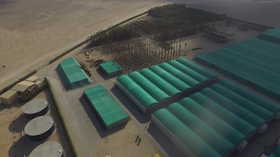 Covering about two million square feet, the nursery is being used to acclimatise imported plants to their new environment and will remain in place after the park opens. Photos courtesy Dubai Parks and Resorts