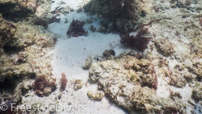 Mushroom-shaped coral at Dibba Rock. Photo: Darryl Owen / Freestyle Divers