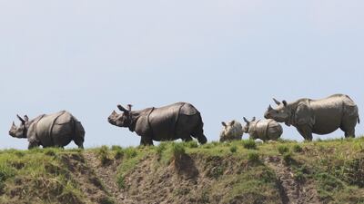 One-horned Rhinos stand on above the flood waters inside the Kaziranga National Park in Assam, India. EPA