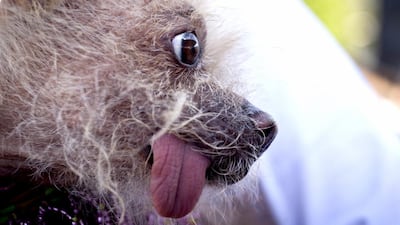 Josie a Chinese Crested owned by Linda Elmquist from Tucson, Arizona. Peter DaSilva / EPA