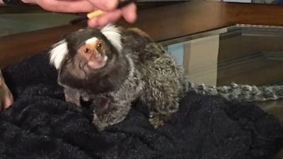 Journalist Nathan O'Neal shared this photo of Gizmo the marmoset, who got his owner placed on Frontier Airline’s no-fly list. Twitter / nateoneal