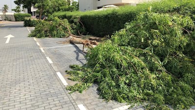 High winds uprooted trees across Dubai on Sunday, with Meydan and the Damac Hills some of the worst-hit communities. The National