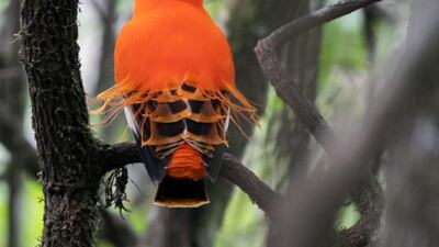 An exotic bird at Kaieteur Falls.
