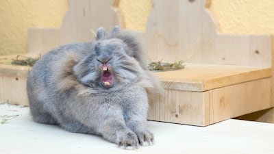 All other creatures - great and small winner: 'Drama Queen' by Anne Lindner.