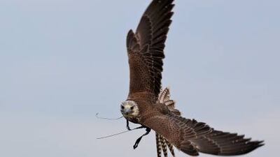 Saker falcons are large, migratory birds popular with Arab falconers. The Iraqi man had four of them hidden in his suitcase.