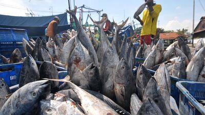 Fishermen sort tuna at the Indonesian port of Tegal in Central Java. Oky Lukmansyah / Antara Foto via Reuters