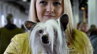A dog handler with a Chinese Crested. Humans and canines have equal ofactory abilities, a researcher at Rutgers University said in a report in the journal Science published on May 11, 2017. Timothy A Clary / AFP / February 13, 2017