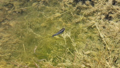 The fish, also known as the 'Aphanuis Sirhani', is about 6 centimetres long. Males have black stripes, while females are spotted. AFP