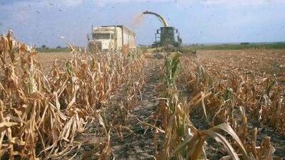 Crops of maize were ravaged by a record-breaking drought across the US, driving up the price.