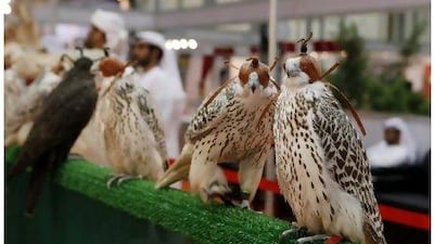 Falcons, a popular subject for Emirati proverbs, at the International Hunting and Equestrian Exhibition at the Abu Dhabi National Exhibition Centre.