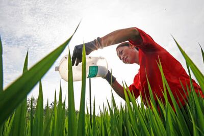 A worker removes bugs from a trapping machine at a family farm in Suqian, Jiangsu Province, China, August 16. The farm has created truly organic rice by installing traps in the paddy fields to trap rice pests and using biological agents to control disease. Getty Images