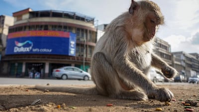 The ancient Thai city is overrun by monkeys super-charged on junk food, whose population is growing out of control. AFP