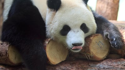 A giant panda in an enclosure at the Moscow Zoo in Russia. Reuters
