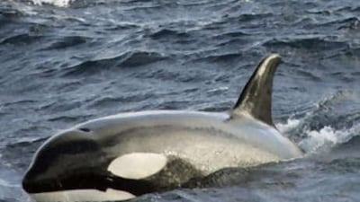 The killer whale, or orca, has been sighted in the shallow coastal waters of the Gulf off Taweelah near Abu Dhabi.