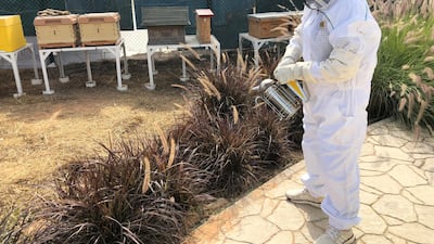 The Sustainable City Hives bee farm, Courtesy the Sustainable city