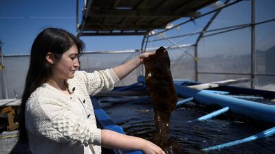 A piece of kelp is taken from a tank at an integrated multitrophic aquaculture farm. Reuters