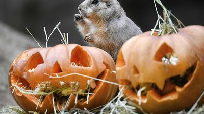 Prairie dogs in Amersfoort Zoo are playing with a pumpkin, in Amersfoort, The Netherlands. EPA
