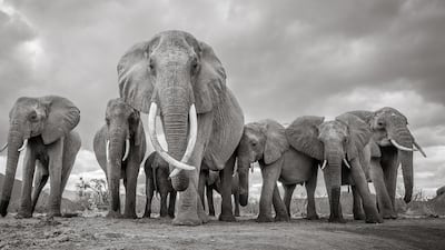 'Matriarch' from a series that documents the elephants of the Tsavo Conservation Area in Kenya in 2017. Photographer: Will Burrard-Lucas
