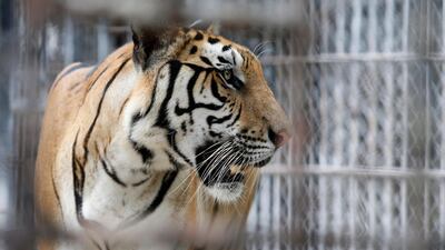 One of the 147 confiscated tigers removed from the controversial Tiger Temple inside its enclosure at Khaozon Wildlife Breeding Centre in Ratchaburi province, 2016. EPA