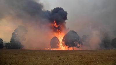 Smoke and flames rise from burning trees as bushfires hit the area around the town of Nowra. AFP