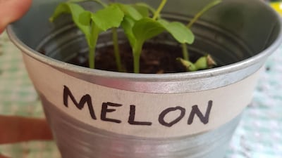 Step 8: Wait a few days and hopefully the seeds will have started to grow. These are nine-day-old melon seeds.