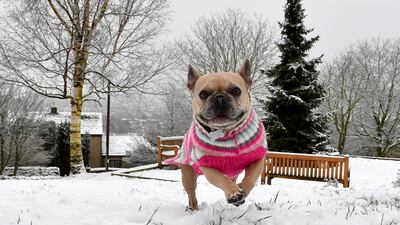 Ukraine International Airlines offered its 'condolences for the tragic loss of animal life on our flight'. Getty
