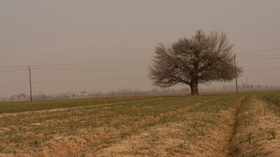Saffron fields are barren as snow is needed for germination, causing worries for farmers. Wasim Nabi for The National