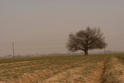 Saffron fields remain empty as snow is needed for germination, causing worries for farmers. Wasim Nabi for The National